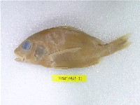 藏品(黃足笛鯛)的圖片